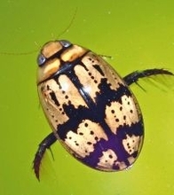 中国から台風に乗って飛来？　昆虫オオマダラゲンゴロウ、沖縄・本部半島で発見　国内で140年ぶり、県内は初