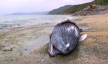 【動画あり】国頭村にザトウクジラの死骸　体長5メートル　沖縄