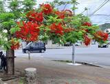 「形は伝説の鳥「鳳凰」似　ホウオウボクが朱色の花咲く　沖縄・名護市」の画像1