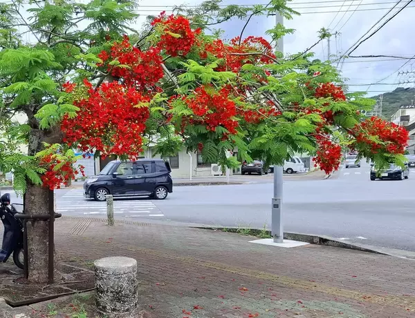 形は伝説の鳥「鳳凰」似　ホウオウボクが朱色の花咲く　沖縄・名護市