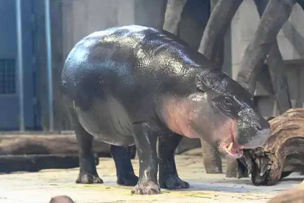 「世界三大珍獣」ミニカバ　沖縄こどもの国へ　2026年春から県内初の展示