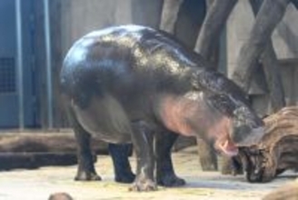 「世界三大珍獣」ミニカバ　沖縄こどもの国へ　2026年春から県内初の展示