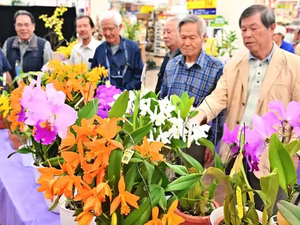 丁寧に育てた自慢のラン251鉢「香りも楽しんで」　全沖縄らん展が浦添市で開幕　4月12日に植え替え実演会も