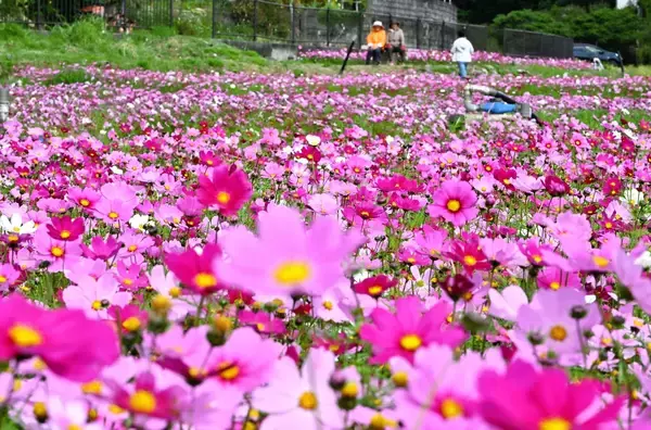 ピンクのじゅうたんのよう　春色コスモスが一面に　沖縄・金武町で2月22日にまつり開幕