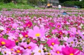 ピンクのじゅうたんのよう　春色コスモスが一面に　沖縄・金武町で2月22日にまつり開幕