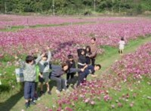 ピンクや白のコスモス満開　2月22日、沖縄・金武町で祭り　花摘み無料体験も