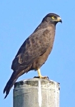 おかえり！　珍しい「暗色型」のサシバ、3年連続で飛来　同じ個体か　沖縄・屋我地島