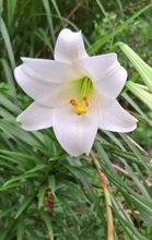 ラッパのような形の白い花　テッポウユリが開花　沖縄・名護市安部の通称「ういばる」