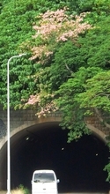 トンネル入り口にピンク色の彩り　トックリキワタ開花　沖縄・名護市