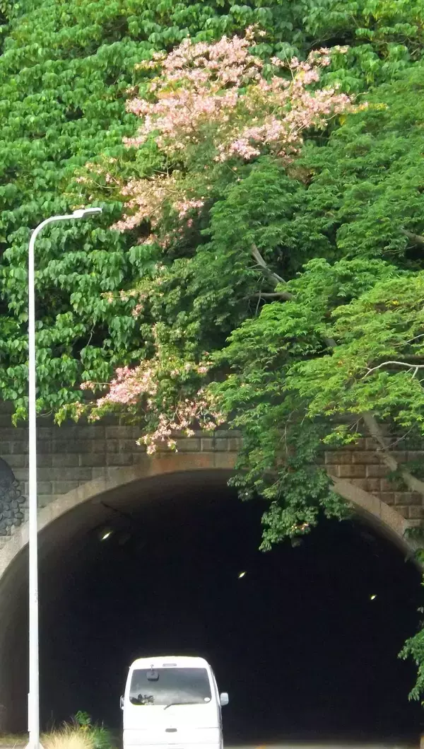 トンネル入り口にピンク色の彩り　トックリキワタ開花　沖縄・名護市
