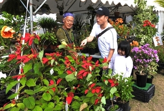 観葉植物・熱帯果樹など品定め　沖縄市で大植木市グリーンフェスタ　入場無料、12月14日まで