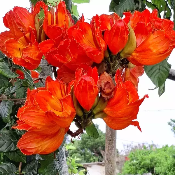 「赤く彩る「大きな花」、カエンボクが満開　「地域が明るくなった」と笑顔広がる　沖縄・今帰仁村与那嶺区」の画像