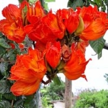 赤く彩る「大きな花」、カエンボクが満開　「地域が明るくなった」と笑顔広がる　沖縄・今帰仁村与那嶺区