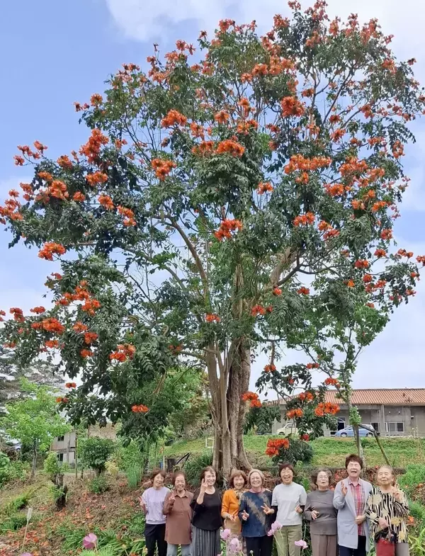 「赤く彩る「大きな花」、カエンボクが満開　「地域が明るくなった」と笑顔広がる　沖縄・今帰仁村与那嶺区」の画像