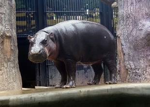 ミニカバ「ネムネム」に会いに来てね　沖縄こどもの国で一般公開　来場者歓声「かわいい～」