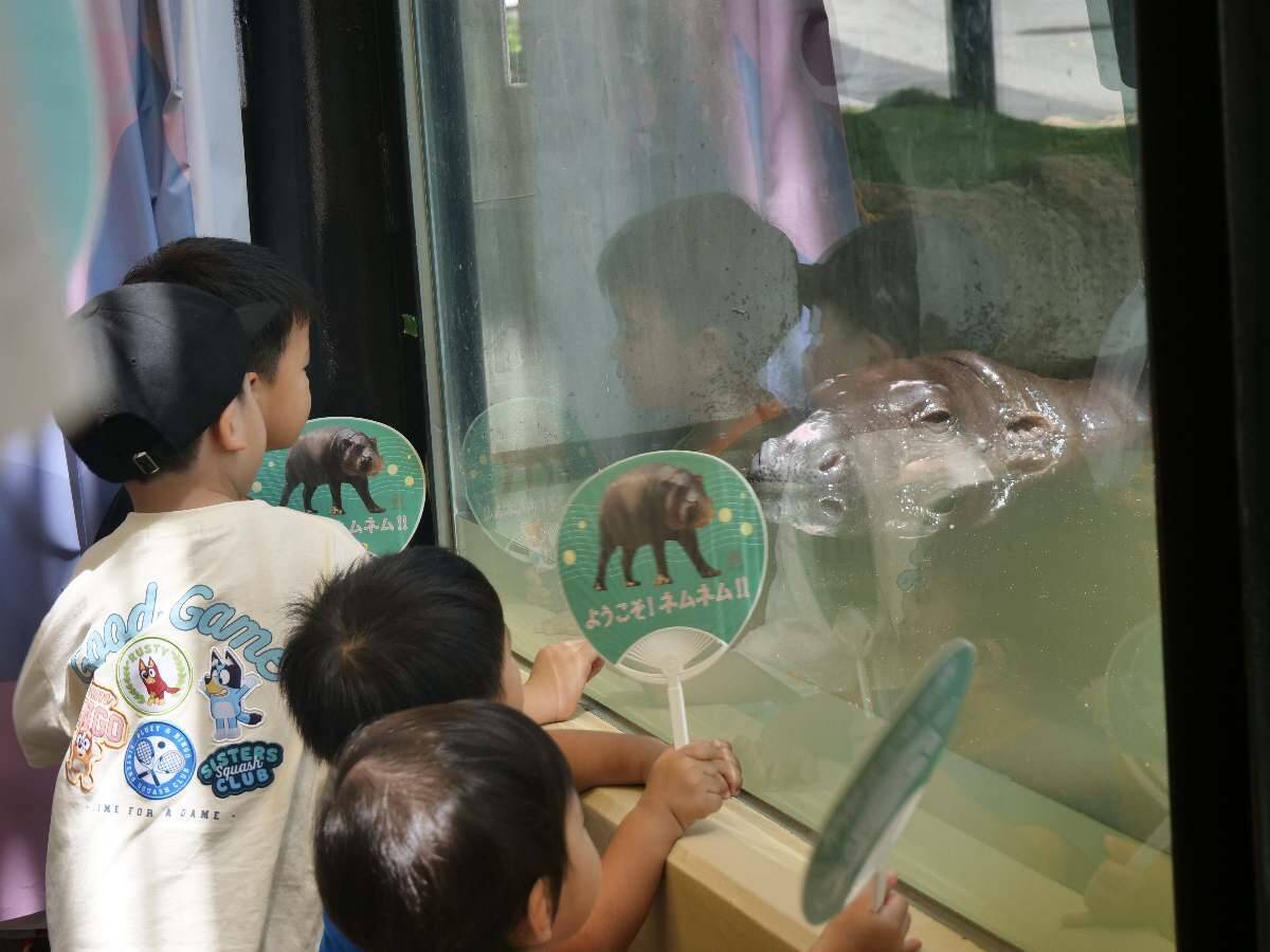 ミニカバ「ネムネム」に会いに来てね　沖縄こどもの国で一般公開　来場者歓声「かわいい～」