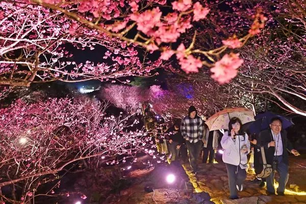 ほころぶ桜　春色鮮やかな沖縄　名護市・今帰仁村の桜祭りにぎわう