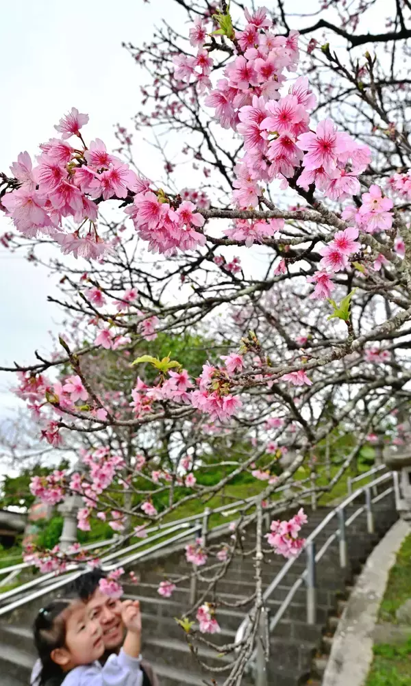 「ほころぶ桜　春色鮮やかな沖縄　名護市・今帰仁村の桜祭りにぎわう」の画像