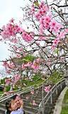 「ほころぶ桜　春色鮮やかな沖縄　名護市・今帰仁村の桜祭りにぎわう」の画像3