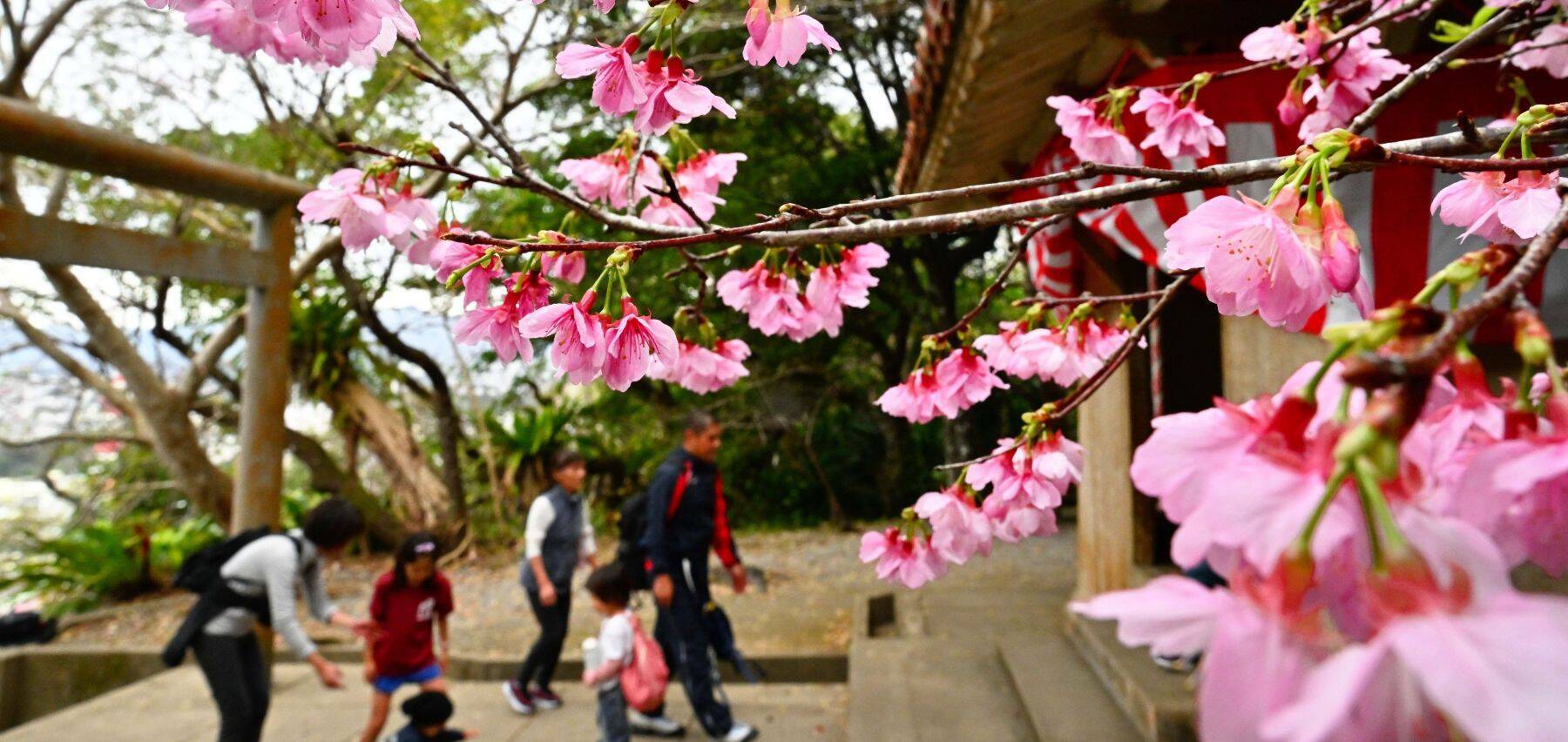 ほころぶ桜　春色鮮やかな沖縄　名護市・今帰仁村の桜祭りにぎわう