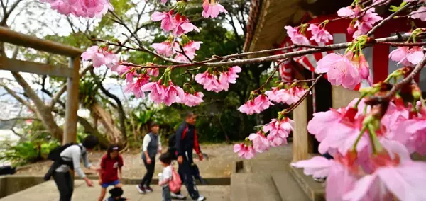 「ほころぶ桜　春色鮮やかな沖縄　名護市・今帰仁村の桜祭りにぎわう」の画像