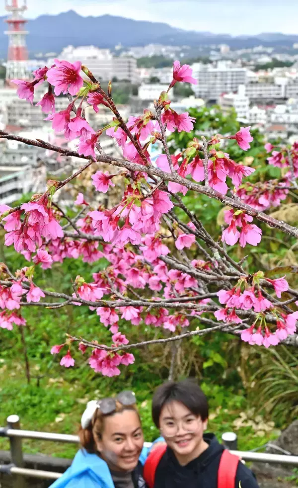 「ほころぶ桜　春色鮮やかな沖縄　名護市・今帰仁村の桜祭りにぎわう」の画像