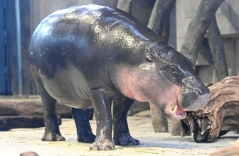 沖縄こどもの国に「ミニカバ」来園　県内初、メスの「ネムネム」　来春から一般公開へ