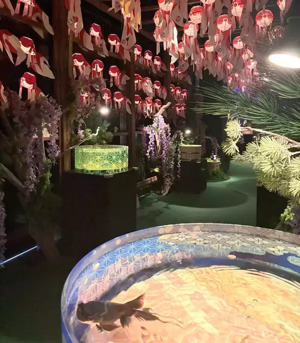 幻想的な金魚の世界 「推し金総選挙」も　豊見城の沖縄金魚ミュージアム【ＧＷ③】