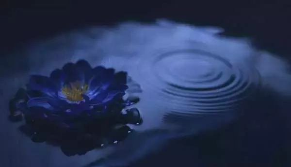 葉月（lynch.）、シングル「蓮華鏡」より旧日本家屋にて撮影表題曲「睡蓮」のMV公開