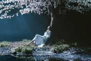 Aimer、劇場版『Fate/stay night』3部作全主題歌を収録した限定盤ミニアルバムをリリース