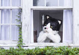 「むぎ(猫)、ニューEP収録曲「窓辺の猫 feat. つじあやの」が『プレバト!!』のEDテーマに決定」の画像1