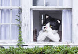 「むぎ(猫)、自身がアニメーションで制作した、「窓辺の猫 feat. つじあやの」のMVを公開」の画像4