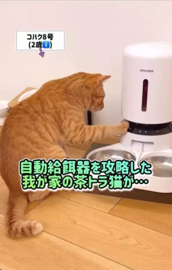 「これ、AIじゃないの？」「手つきがプロ」”自動給餌機”を攻略した猫の”男前”っぷりがたまらない！