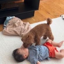 赤ちゃんの警備に余念がないトイプードル、厳戒態勢で守り続ける様子に胸キュン必至「まさに兄弟愛」「ナイトだね」