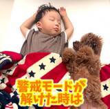 「昼寝中の1歳児を見守るトイプードルが愛溢れすぎ「最高のボディガード」「ステキな兄弟愛を感じます」」の画像1