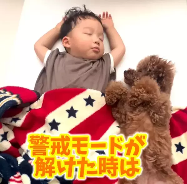 昼寝中の1歳児を見守るトイプードルが愛溢れすぎ「最高のボディガード」「ステキな兄弟愛を感じます」