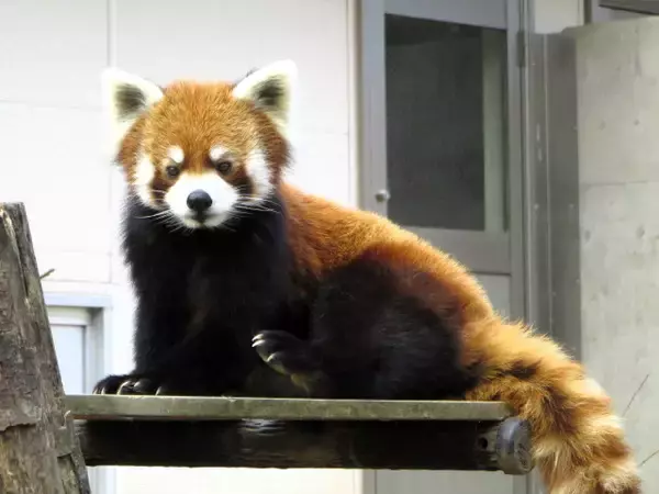 23歳レッサーパンダ・風太くん、ひょっこり顔を出す姿に「反則級のかわいさ」「老いても現役!!」