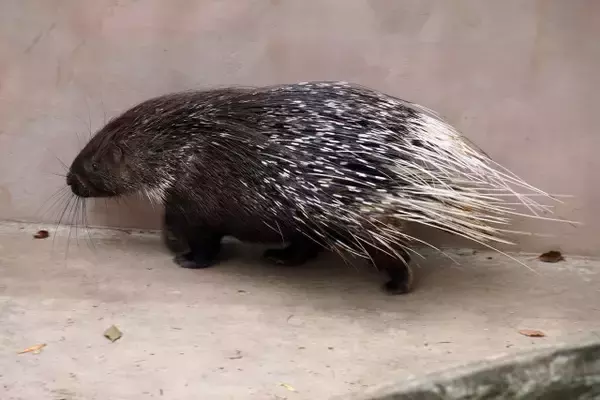 「ナス食べるの？」「私より皮むき上手い」ヤマアラシ、人生初とは思えない“器用すぎる”ナスの食べ方に驚き
