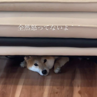 ソファの下に隠れた柴犬がビビり顔…飼い主さんの”出ておいで”の声掛けに「充分反省してるお顔」「こんな顔してたら怒れない」