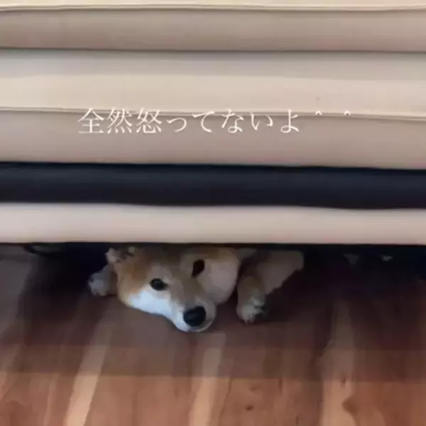 ソファの下に隠れた柴犬がビビり顔…飼い主さんの”出ておいで”の声掛けに「充分反省してるお顔」「こんな顔してたら怒れない」