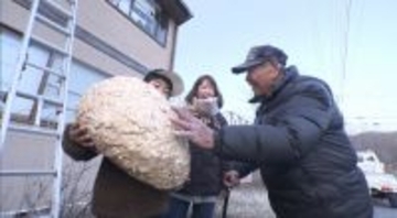 『探偵！ナイトスクープ』超巨大スズメバチの巣をとりたい小学5年生…88歳の専門家が助っ人で登場