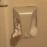 「いないと思ったら…消えた子猫を探していた飼い主さん、まさかの場所で発見「おとどけものですミャ」」の画像1