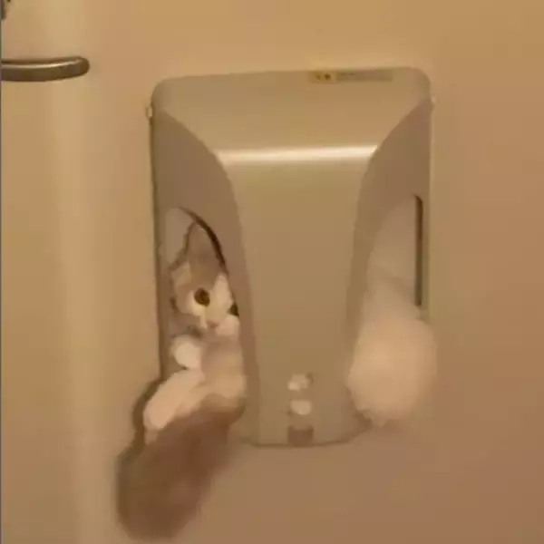 いないと思ったら…消えた子猫を探していた飼い主さん、まさかの場所で発見「おとどけものですミャ」