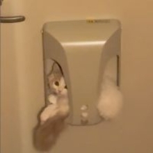 いないと思ったら…消えた子猫を探していた飼い主さん、まさかの場所で発見「おとどけものですミャ」