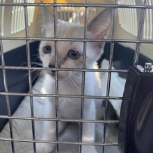 悲しそうな顔の保護猫「愛情かけたら顔つきも変わるかな？」→4年後…変わらない“ぴえん顔に485万表示「地顔だったのね」