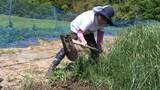 「財前直見、地元・大分でリアル田舎暮らし　“幻の植物”を植える姿を公開」の画像1