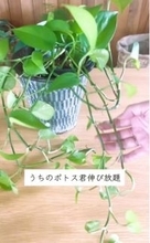 「ええー!?」見慣れたポトスが思わぬ姿に…植物好きが楽しむ“ポトスタワー”のアイデアに計107万再生「目からウロコ」「画期的!!」