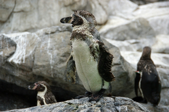 日本最高齢のご長寿ペンギン、40回以上経験した一大イベント、“衣替え”の季節開始