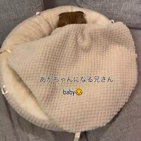 普段は”兄さん”なのに…ふわふわベッドに入ると“赤ちゃん化”、猫のギャップに21万再生「バブちゃんじゃん笑」