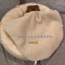 普段は”兄さん”なのに…ふわふわベッドに入ると“赤ちゃん化”、猫のギャップに21万再生「バブちゃんじゃん笑」